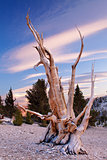 Ancient Bristlecone Pine, California