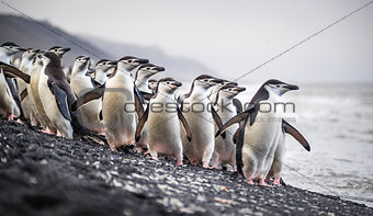 A flock of Antarctic penguins stands on the beach near the water. Andreev.