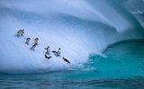 The group of penguins is rolling down the icy slope into the water. Andreev.