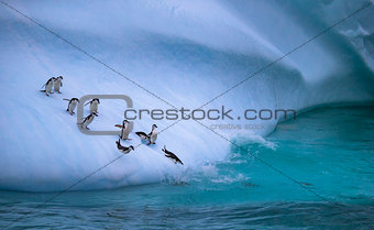 The group of penguins is rolling down the icy slope into the water. Andreev.