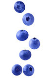 Falling blueberries on white 