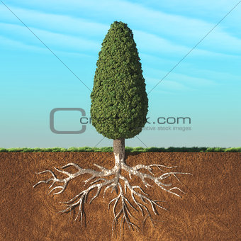 Cone tree with root.