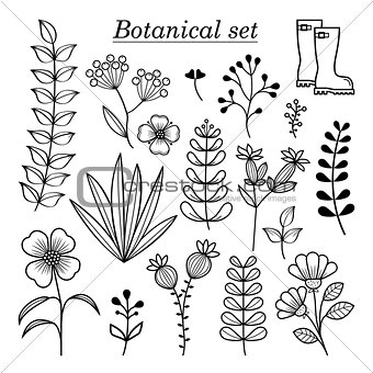 Botanical illustration, hand drawn wild flowers and herbs collection, vector botany design elements