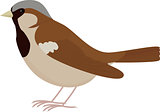 Cartoon brown bird Sparrow