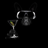martini cocktail dog 