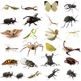 group of european insects