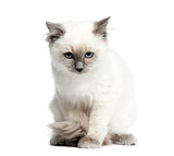 Birman sitting, 3 months old, isolated on white