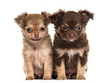 Two puppies chihuahua, 2 months sitting, isolated on white