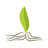 Leaf with roots, organic food illustration