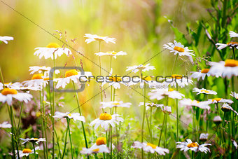 Chamomile flowers with shallow depth of field
