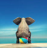 An elephant on a beach ball