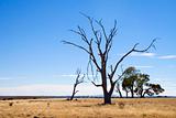 Drought stricken tree