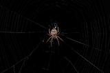spider in a center of a web