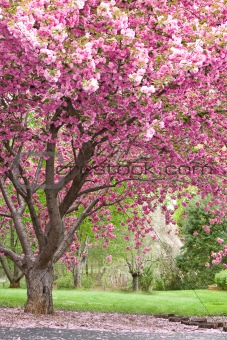 pink flowering cherry trees