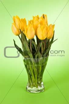 yellow tulip 