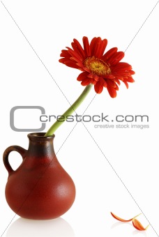 gerber in a vase and couple single petals