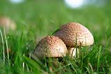 Wild Mushroom Detail