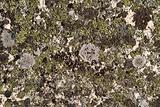 Rock Fungus Texture