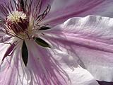 Clematis Shadow