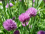 Chives II