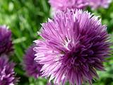Chives III