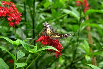 Butterfly on Red Flowers