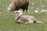 young lamb on green grass