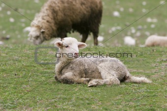 young lamb on green grass