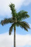 Palm Tree on a Bright Day