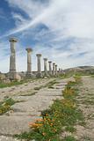 Row of ancient roman columns in ruins city Volubilis