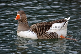 Swimmig Goose