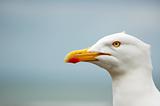 seagull portrait