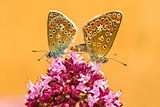 common blue, pair during reproduction on a oregano