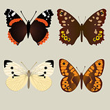 Four different beautifully butterflies