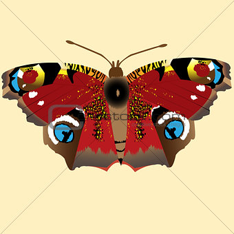 Illustration with butterfly Peacock Eye