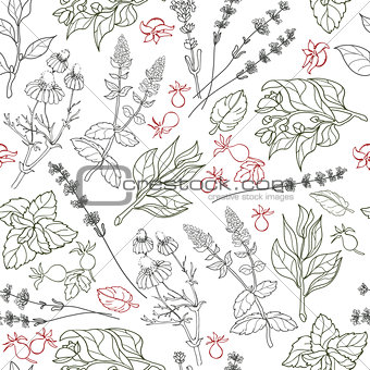 Herbs seamless pattern. Herbal botanical outline sketch.