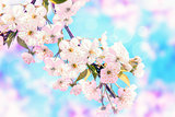 Sakura flower cherry blossom.