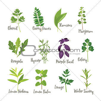 Set of herbs 2  isolated