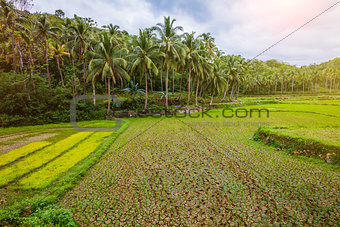 Rice field on Bohol, Philippines