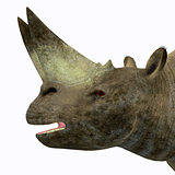 Arsinoitherium Mammal Head