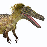 Austroraptor Dinosaur Head