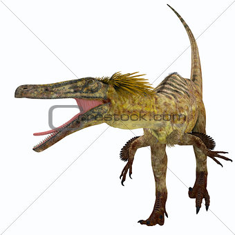 Austroraptor Dinosaur on White