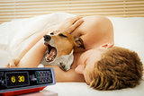 dog and owner sleeping or dreaming together 