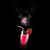 smoothie millshake cocktail dog