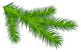 Green juicy one spruce branch