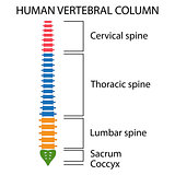 Vertebral Column spine structure.