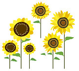 colored sunflowers vector