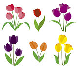 colored tulips vector