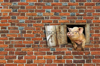pig looks out from window of shed on the brick wall