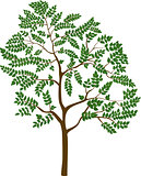 isolated cartoon tree, vector illustration